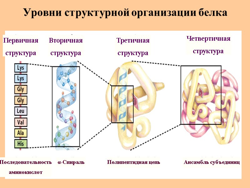 Уровни структурной организации белка Первичная структура Последовательность аминокислот α-Спираль Полипептидная цепь Ансамбль субъединиц Вторичная